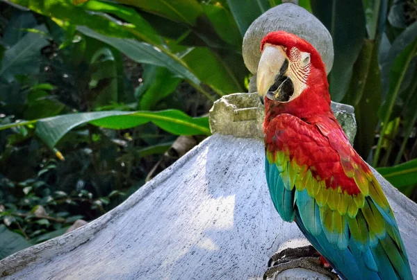 Bunter Ara Papagei Auf Einem Ast — Stockfoto