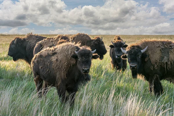 Bison Dans Prairie — Photo