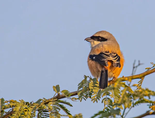 Vogel Een Tak Van Een Boom — Stockfoto