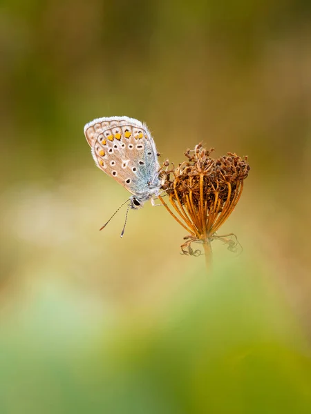 Bela Borboleta Uma Flor — Fotografia de Stock