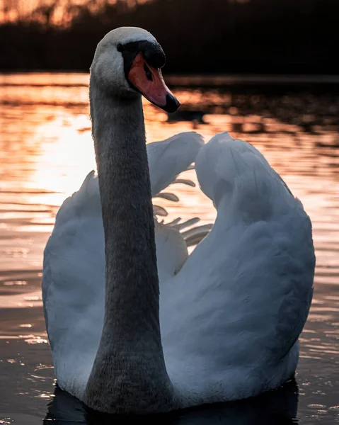 Swan Park Nature Series — Stock Photo, Image