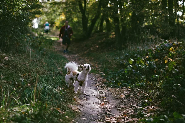 Hund Skogen — Stockfoto