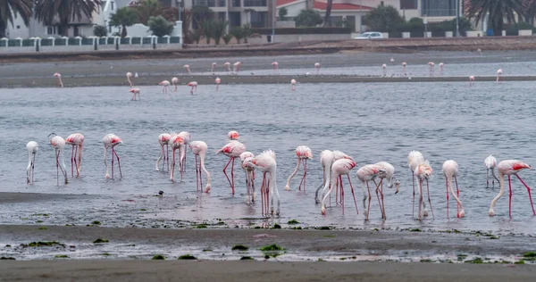 Зграя Фламінго Воді — стокове фото