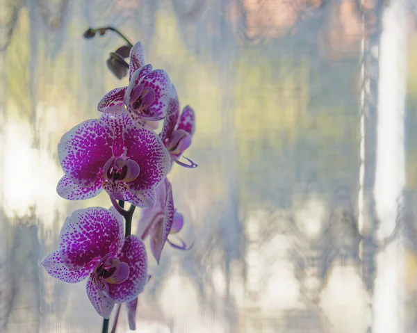 Hermosa Flor Orquídea Púrpura —  Fotos de Stock