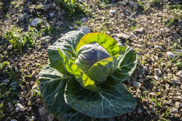 Cabbage Growing Garden — Stock Photo, Image
