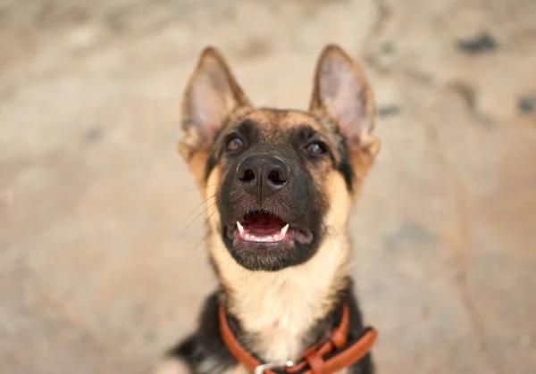 Closeup View Cute Dog — Stock Photo, Image