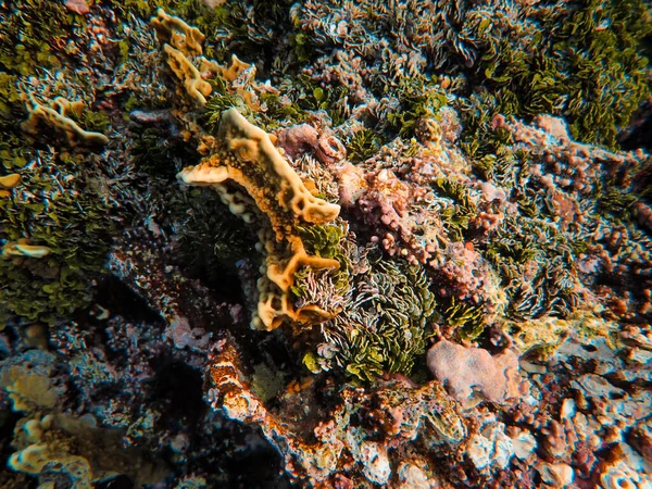 Vista Subaquática Recife Coral Mar Vermelho — Fotografia de Stock