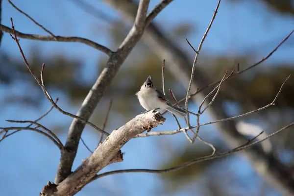 Gros Plan Oiseau Dans Habitat Naturel — Photo