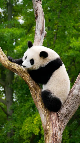 大熊猫在公园里吃竹子 — 图库照片