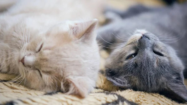 Lindo Gato Acostado Suelo — Foto de Stock