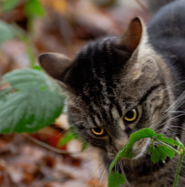 Blick Auf Süße Katze — Stockfoto