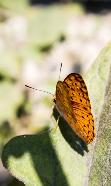 Bela Borboleta Uma Flor — Fotografia de Stock