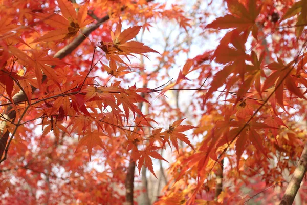 Feuilles Automne Flore Saison Automne — Photo