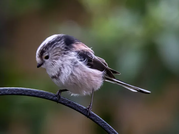 Frumos Împușcat Pasăre Tânără Habitatul Natural — Fotografie, imagine de stoc