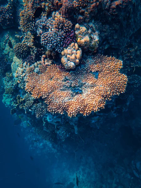 Magnifique Monde Sous Marin Récif Corallien Dans Mer Rouge — Photo