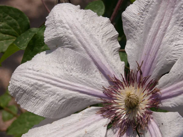 Piękne Botaniczne Ujęcie Naturalna Tapeta — Zdjęcie stockowe