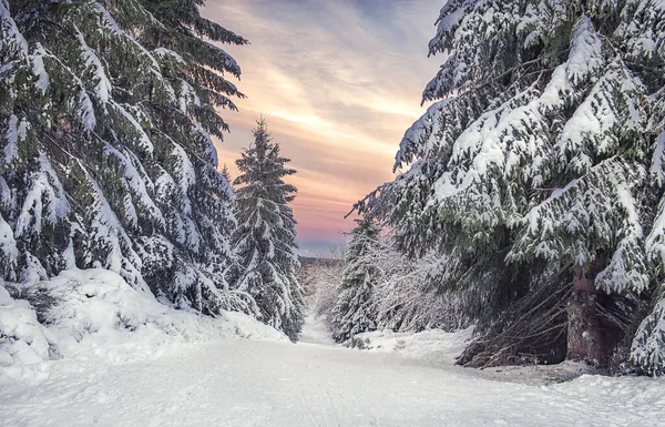 Prachtig Winterlandschap Met Besneeuwde Bomen — Stockfoto