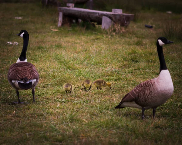 Bando Patos Uma Grama Verde — Fotografia de Stock