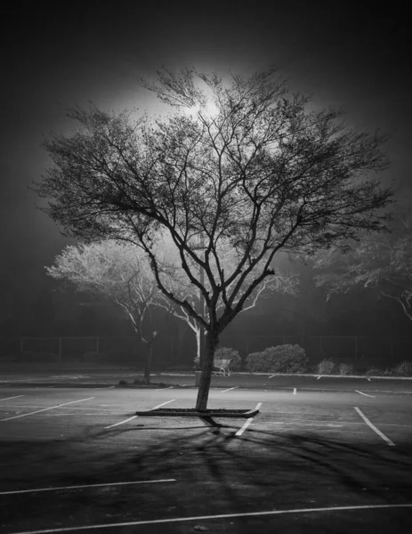 Fekete Fehér Fénykép Egy Fáról Parkban — Stock Fotó
