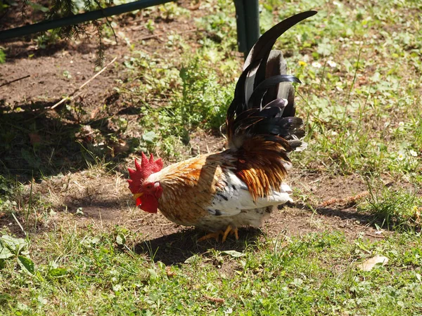 Horoz Avluda — Stok fotoğraf