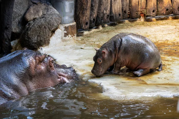 Гіпопотама Воді — стокове фото