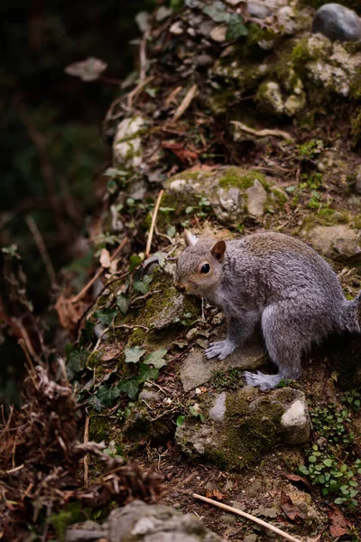 森林里可爱的松鼠 — 图库照片