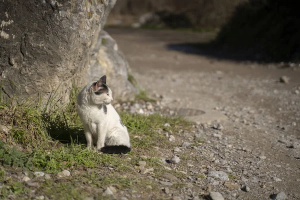 Chat Assis Sur Sol Sur Fond Nature — Photo