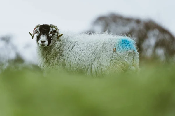 Schafe Auf Dem Feld — Stockfoto