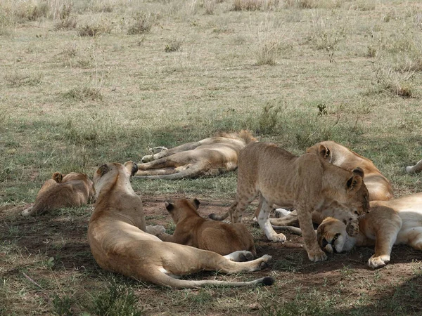 group of lions in the savannah of africa