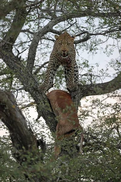 Leopardo Savana África — Fotografia de Stock