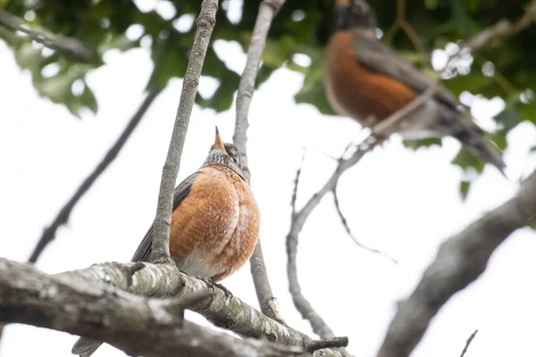Птах Гілці Дерева — стокове фото