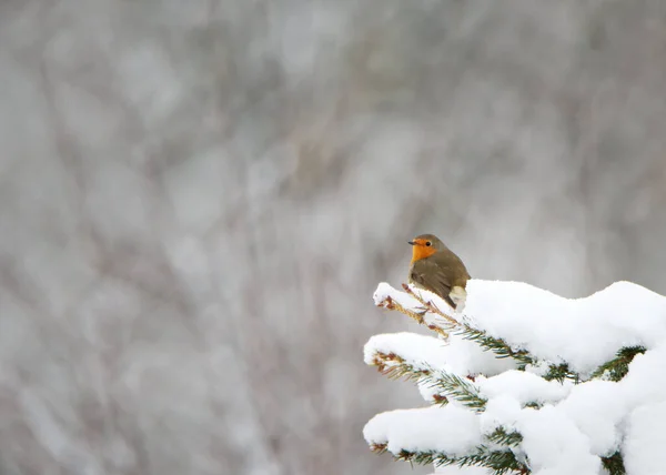 冬日里 欧洲麻雀栖息在树上 — 图库照片