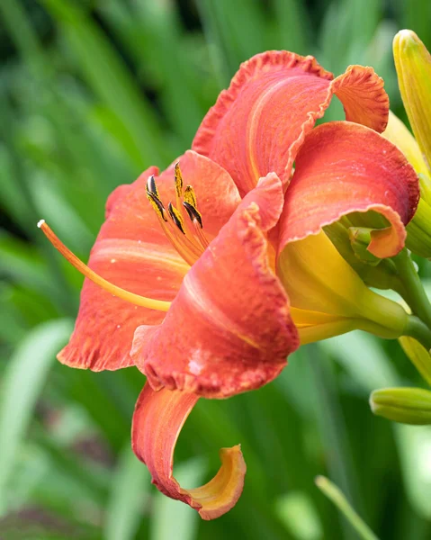 庭で育つ美しい色とりどりの花たち — ストック写真