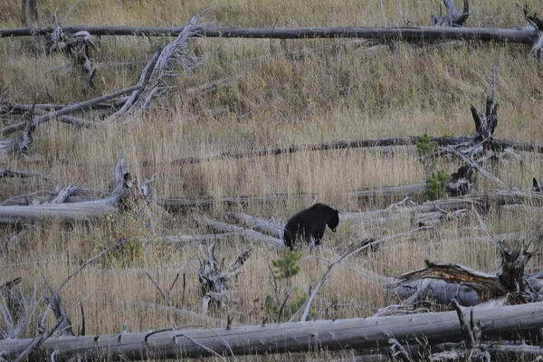 Μια Μαύρη Αρκούδα Στο Δάσος — Φωτογραφία Αρχείου