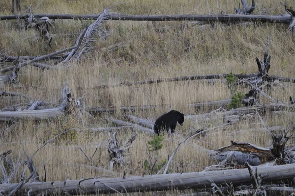 Urso Negro Floresta — Fotografia de Stock