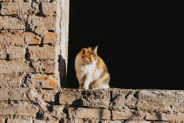 Chat Dans Rue — Photo