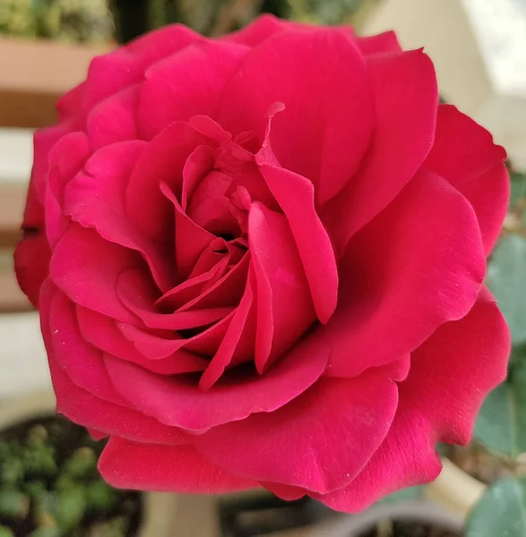 Bela Rosa Vermelha Jardim — Fotografia de Stock