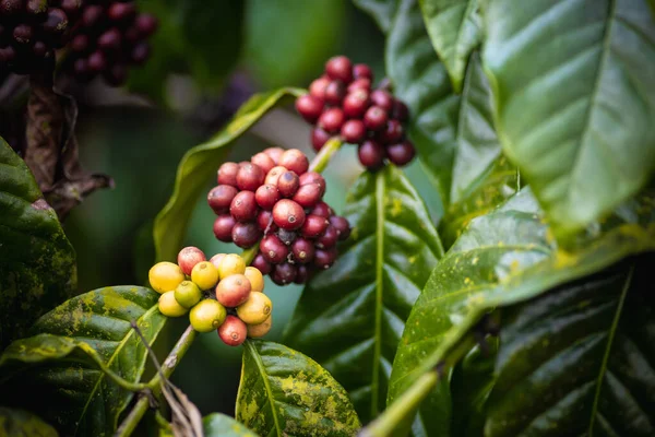 Granos Café Árbol — Foto de Stock