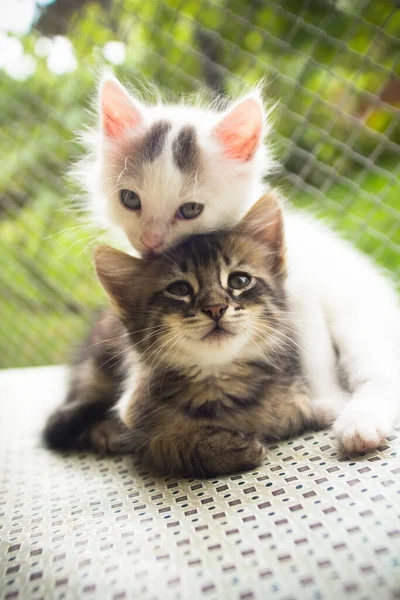 Cuki Macskák Utcán Háttérben Közelről — Stock Fotó
