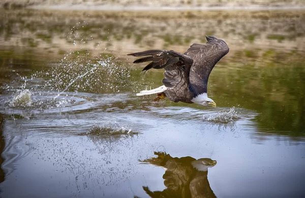 ワシが川を渡り — ストック写真