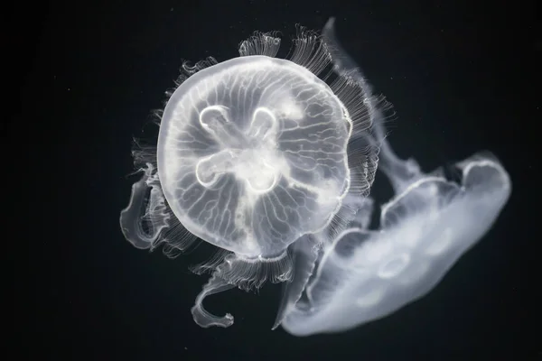 Medusas Acuario — Foto de Stock