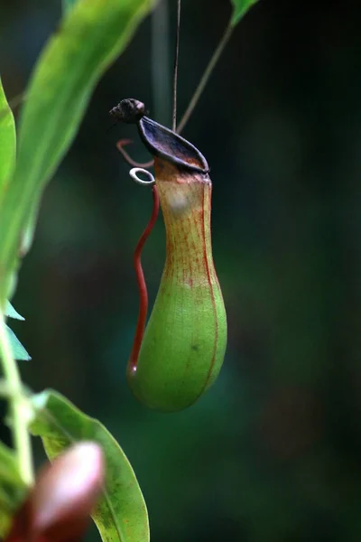 Hermoso Plano Botánico Fondo Pantalla Natural — Foto de Stock