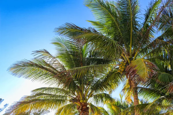 Palmera Coco Sobre Fondo Azul Cielo —  Fotos de Stock