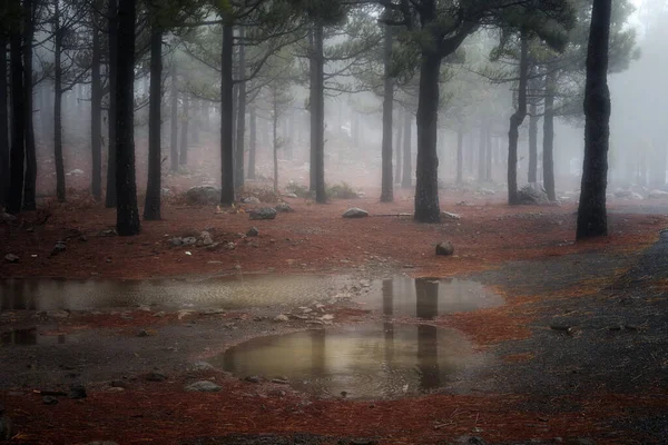 Herbstlandschaft Mit Bäumen Und Nebel — Stockfoto