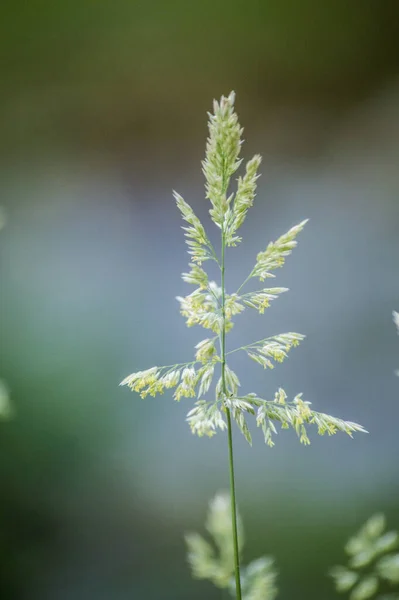 Piękne Botaniczne Ujęcie Naturalna Tapeta — Zdjęcie stockowe