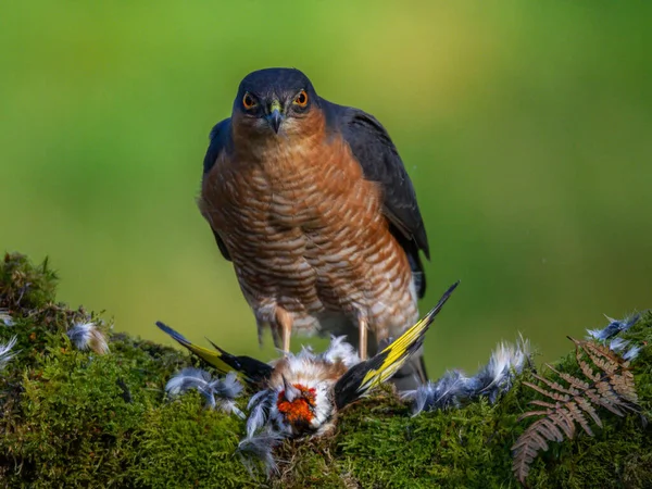 Closeup Shot Beautiful Bird — Stock Photo, Image