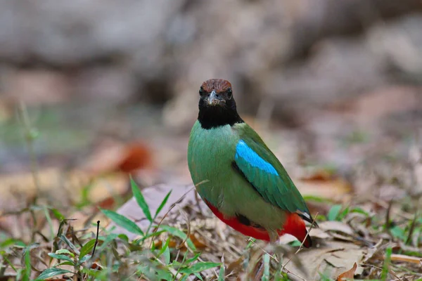 Closeup Shot Beautiful Bird — Stock Photo, Image