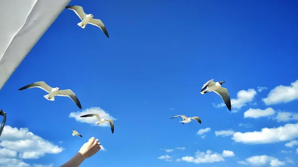 Mouettes Volantes Dans Ciel — Photo