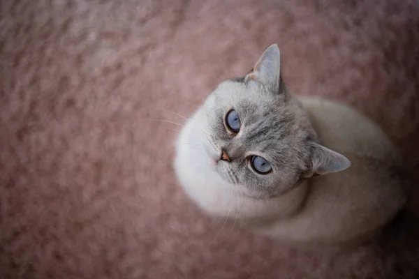 Szary Kot Niebieskimi Oczami Tle Zbliżenie — Zdjęcie stockowe