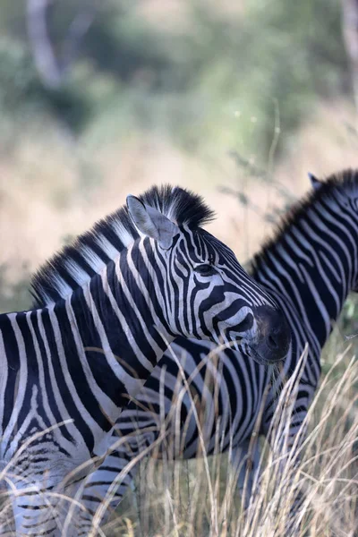 Zebra Sawannie Kenii — Zdjęcie stockowe